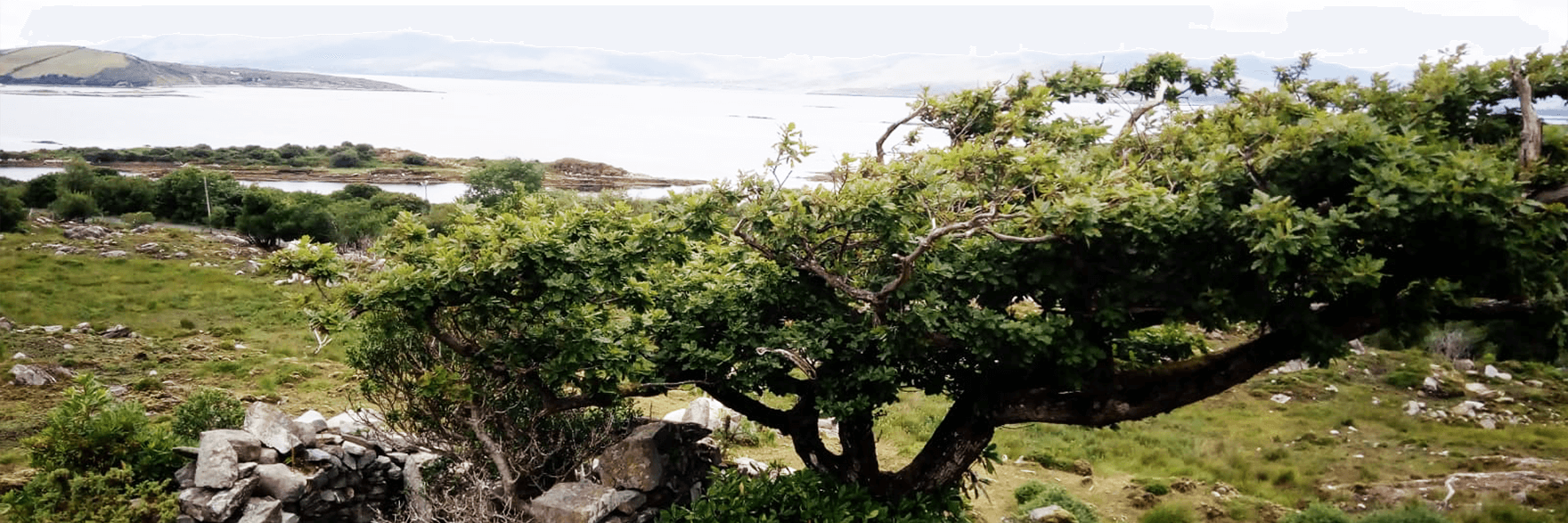 Holly tree in Ireland